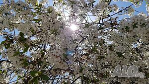 image_39