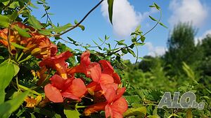 image_44