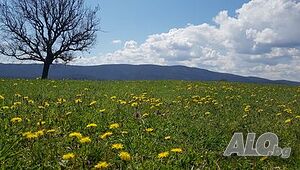 image_46