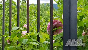 image_48