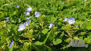 image_49
