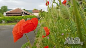 image_53
