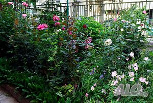 image_11