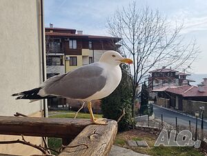 image_19