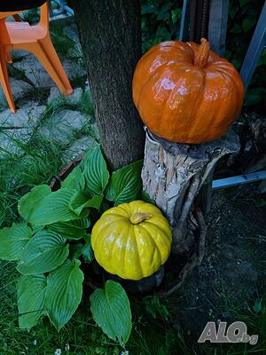 image_15