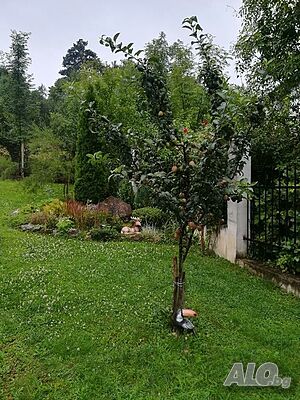 image_36