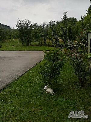 image_37