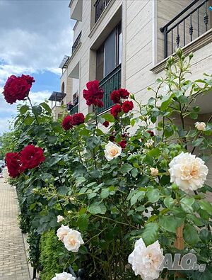 image_10