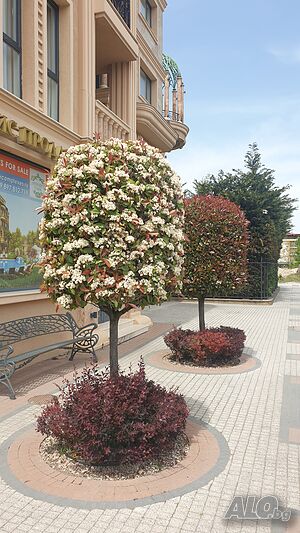 image_46