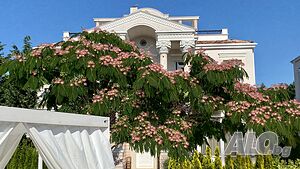 image_46