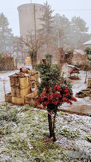 image_21