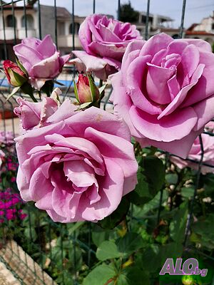 image_15