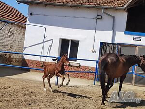 image_27