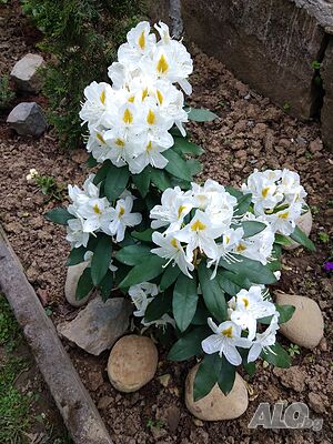 image_21