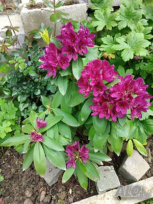 image_22