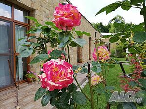 image_24
