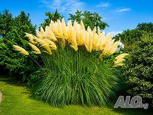 image_22