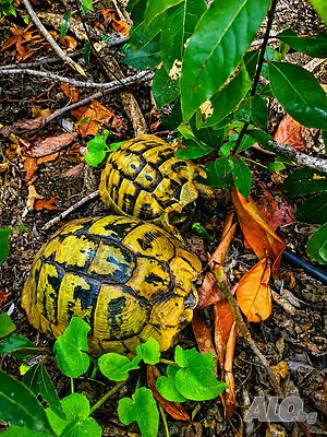 image_26