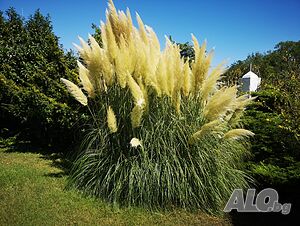 image_21