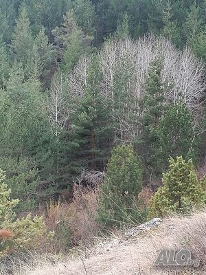 image_45