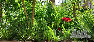 image_21