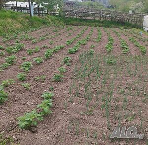 Къщи за гости Стаи за гости ”Рая ” с. Кушла