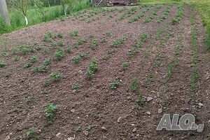 image_7
