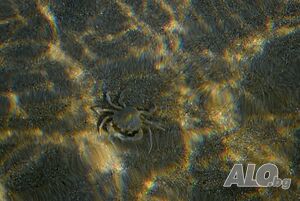image_4