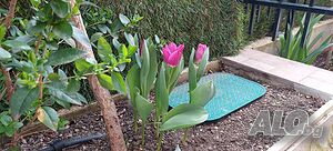 image_24