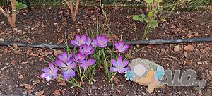 image_20
