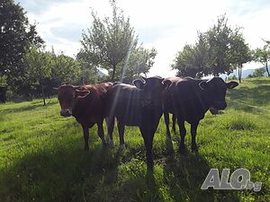 Къщи за гости Еко Чифлик Пееви в Априлци