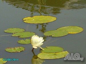 image_10