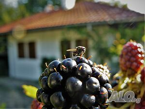 image_32