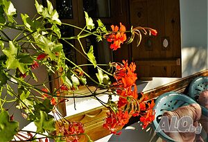 image_38