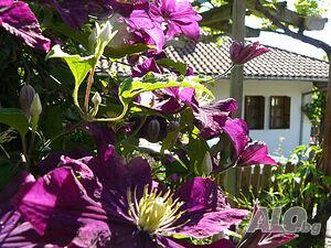 image_39