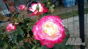 image_11