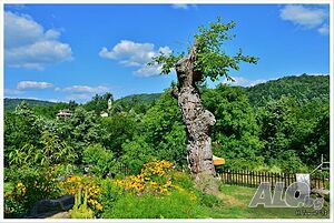 image_6