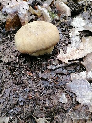 image_21