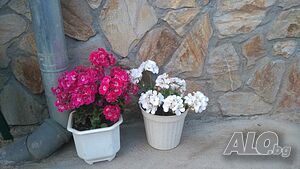 image_24