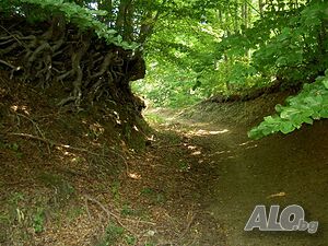 image_19