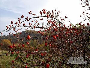 image_27