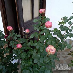 image_27