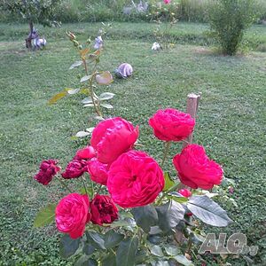 image_28