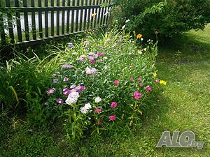 image_5