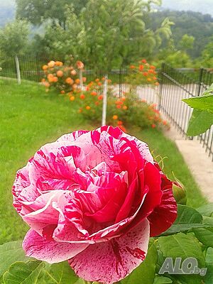 image_53