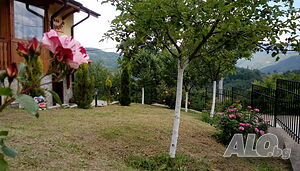 image_81
