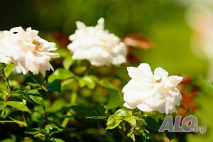 image_57