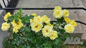 image_22