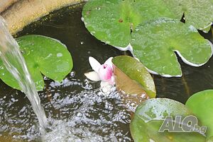 image_15