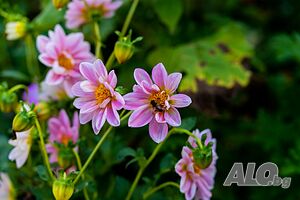 image_13